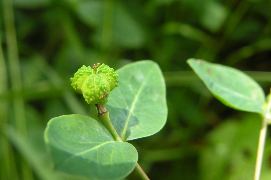 Image of Euphorbia angulata specimen.