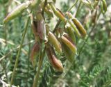 Oxytropis dasypoda. Части соплодий. Дагестан, Акушинский р-н, окр. с. Акуша, ок. 1700 м н.у.м., скальный выход. 06.06.2019.