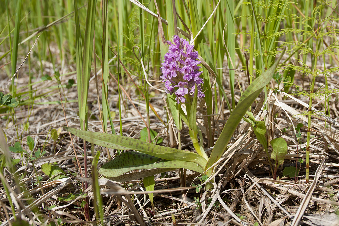 Изображение особи Dactylorhiza baltica.