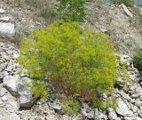 Bilacunaria microcarpos. Цветущее растение. Дагестан, окр. с. Талги, сухой известняковый склон. 12 июня 2019 г.