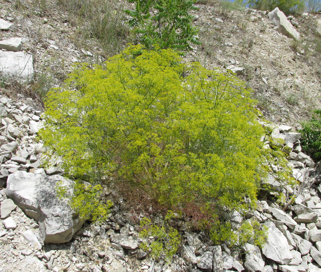 Image of Bilacunaria microcarpos specimen.