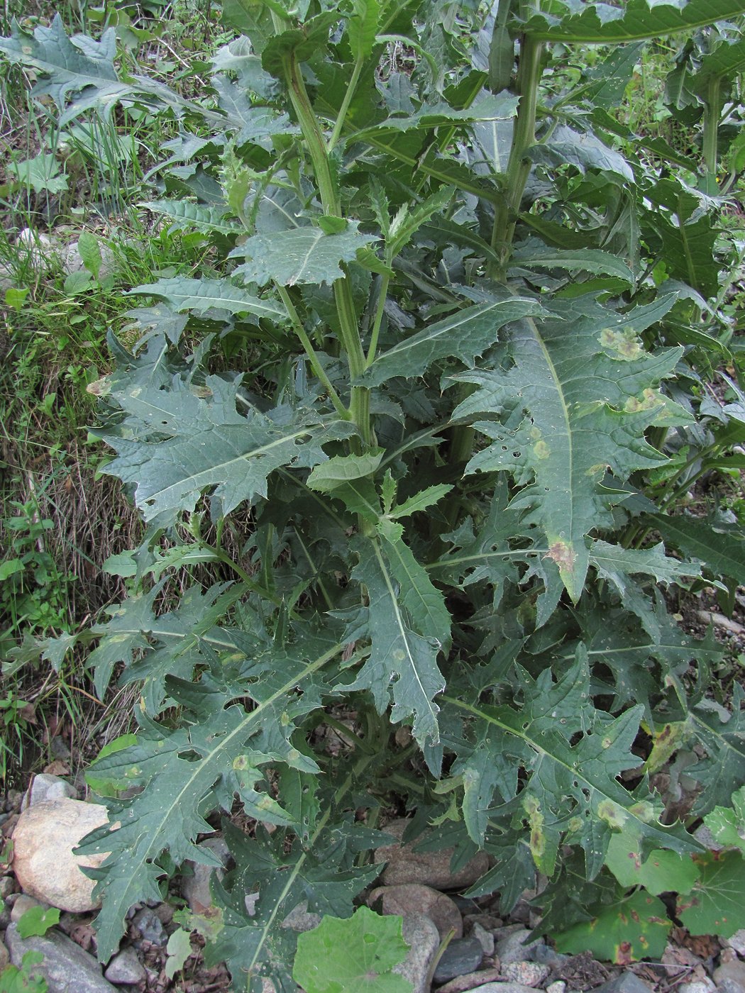 Image of genus Cirsium specimen.
