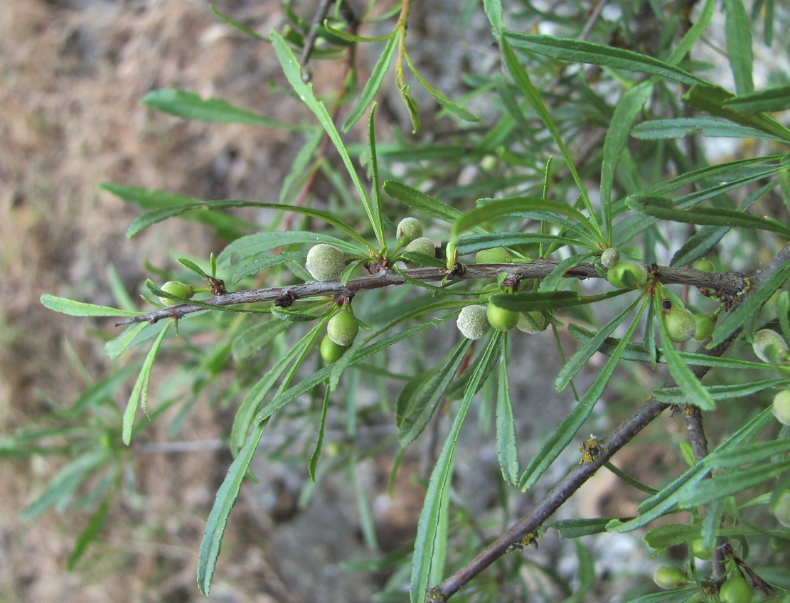 Image of Rhamnus erythroxyloides specimen.