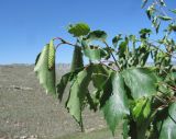 genus Betula. Верхушка ветви с соплодием. Дагестан, Левашинский р-н, окр. с. Леваши, ок. 1400 м н.у.м., каменистый склон. 01.06.2019.