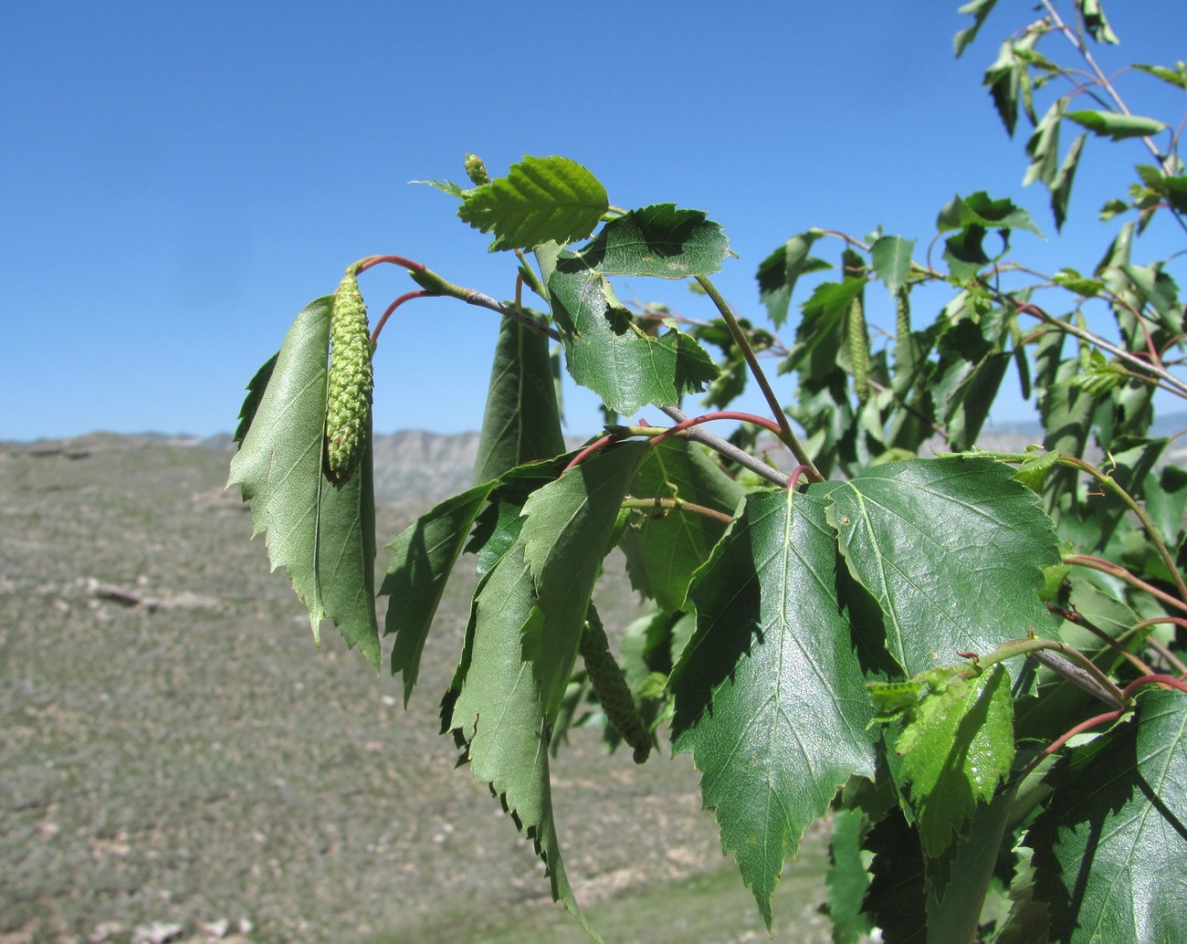 Изображение особи род Betula.