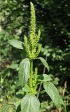 Amaranthus powellii. Верхняя часть цветущего растения. Украина, г. Киев, Днепровский р-н, на берегу оз. Радужного, рудеральное местообитание. 21.08.2019.