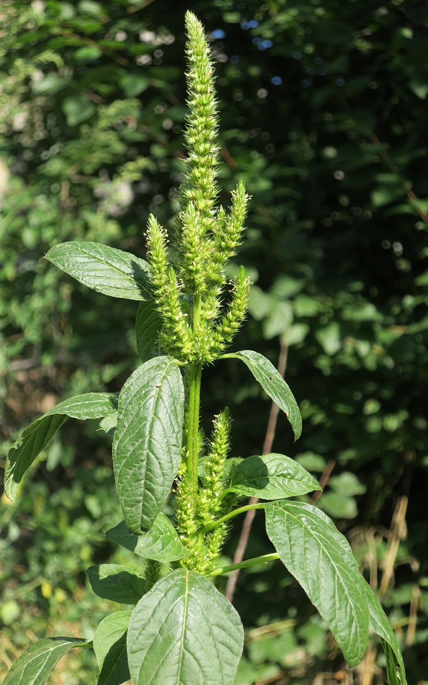 Image of Amaranthus powellii specimen.