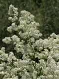 Lepidium latifolium