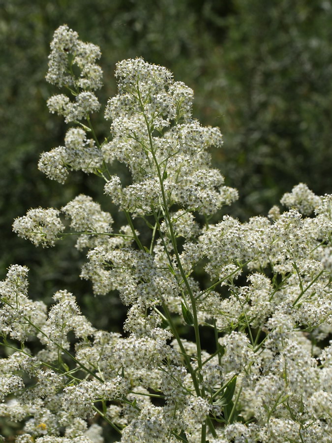 Image of Lepidium latifolium specimen.