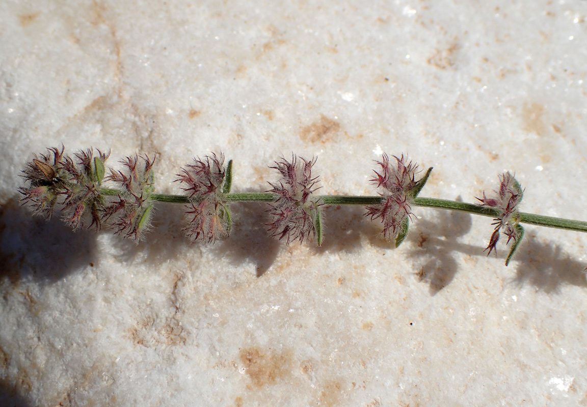 Image of Micromeria nervosa specimen.