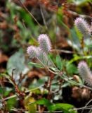 Trifolium arvense. Верхушка побега с соцветиями. Московская обл., гор. округ Озёры, окр. с. Клишино, окраина скошенного поля. 15.09.2019.