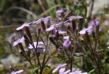 Saponaria ocymoides