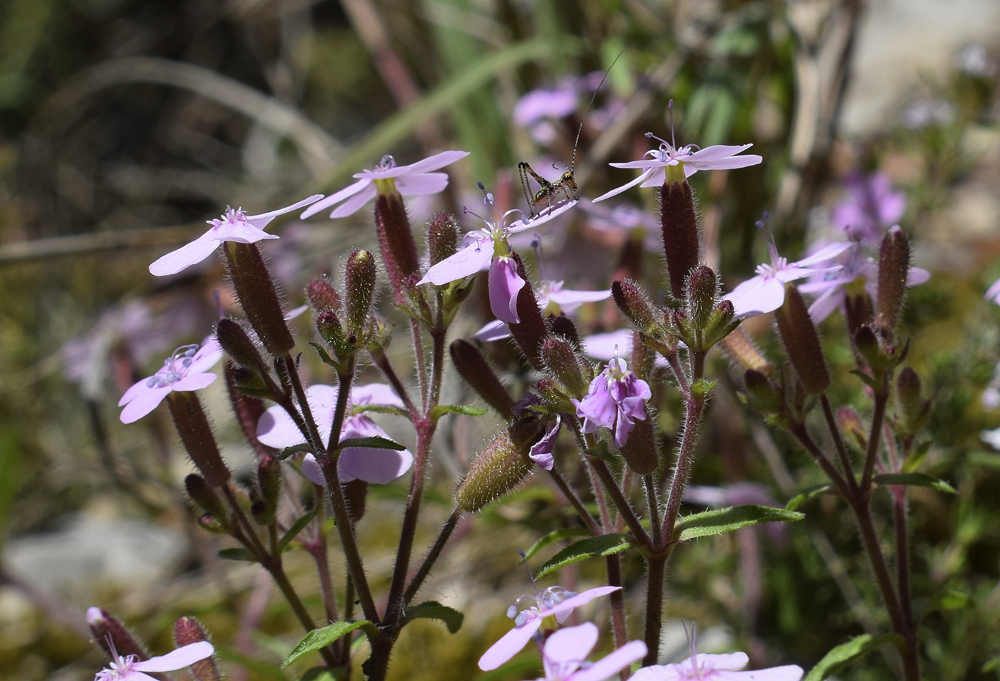 Image of Saponaria ocymoides specimen.