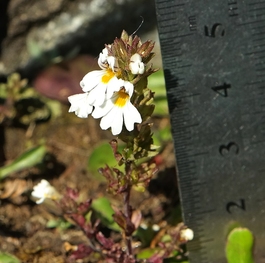 Изображение особи Euphrasia ossica.