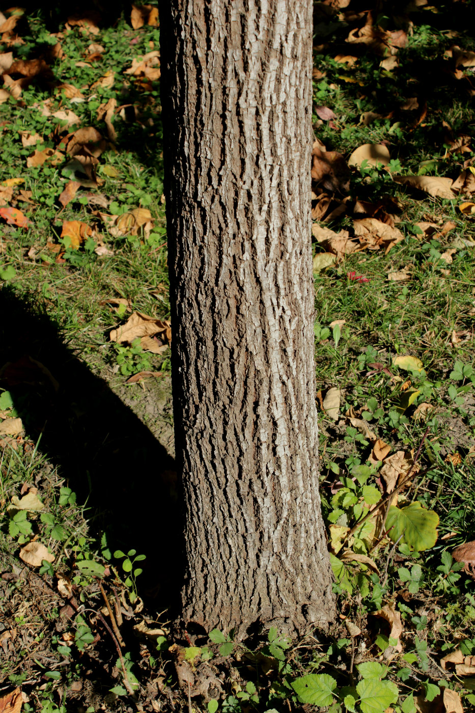 Image of Tilia americana specimen.