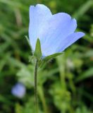 Nemophila menziesii