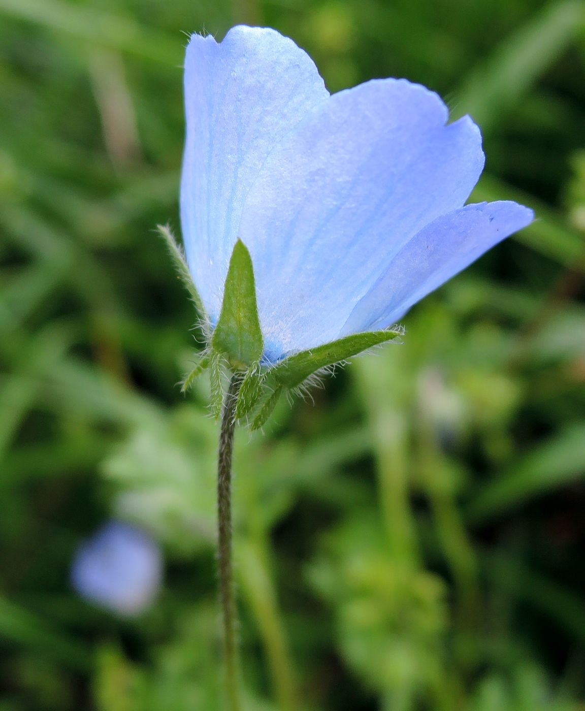 Image of Nemophila menziesii specimen.