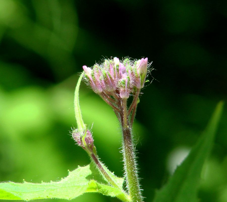 Image of Hesperis sibirica specimen.