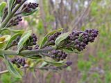 Syringa vulgaris. Часть нераспустившегося соцветия. Свердловская обл., г. Североуральск, территория школы №1, в озеленении. 18.05.2019.