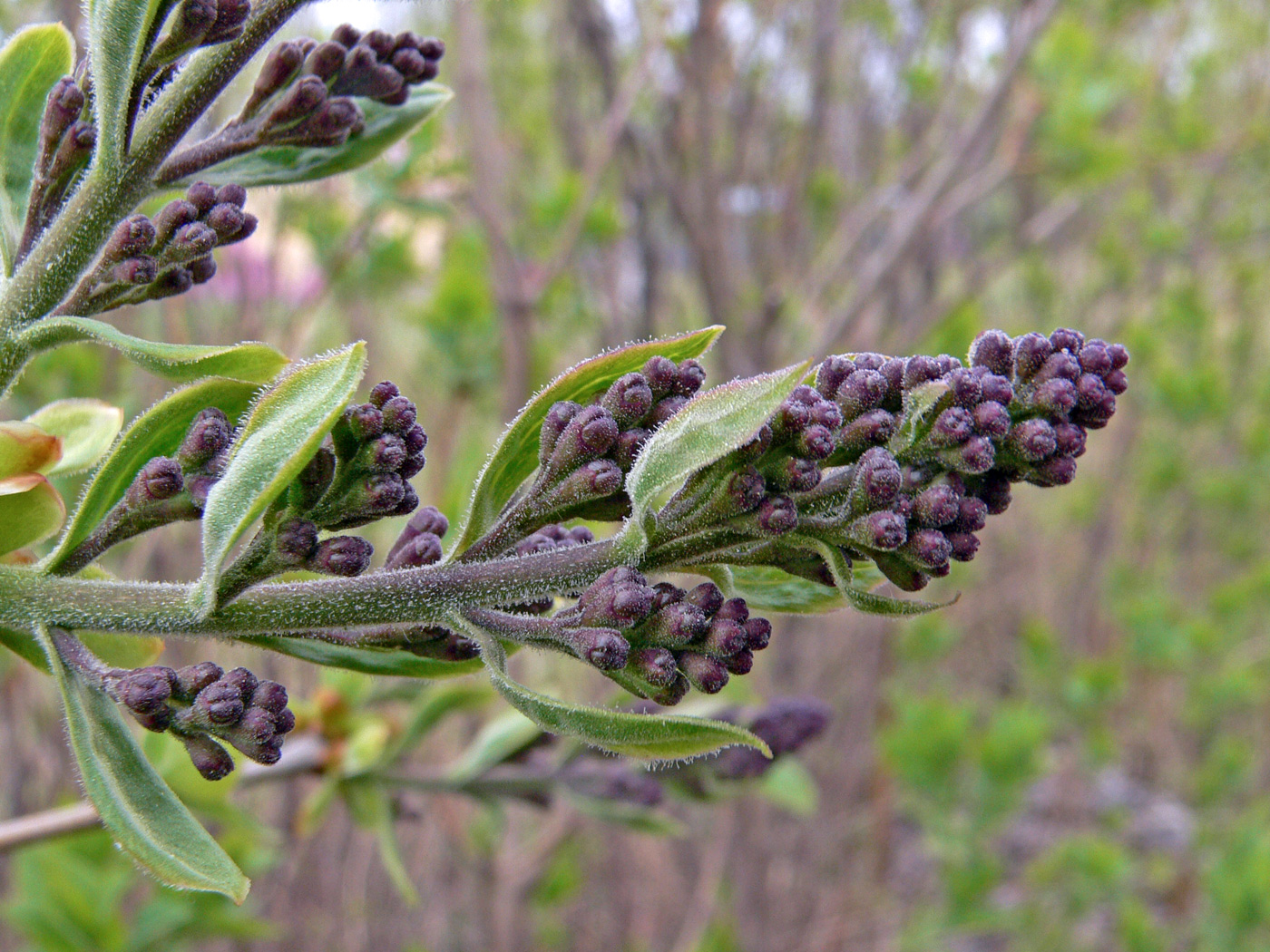 Изображение особи Syringa vulgaris.