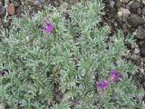 Oxytropis pumilio. Начало цветения растения. Камчатский край, Елизовский район, природный парк \"Вулканы Камчатки\", кордон Авачинский, подножье вулкана, 900 м н.у.м., щебнисто-кустарниковая тундра. 04.07.2010.