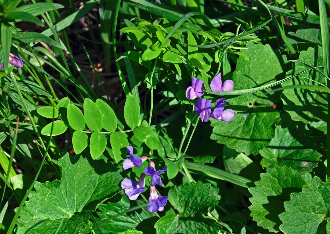 Image of Lathyrus humilis specimen.