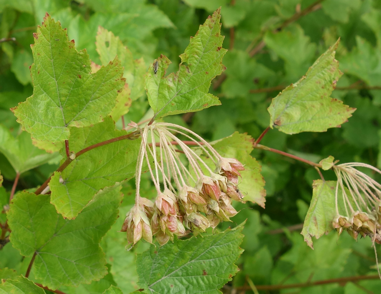 Image of Physocarpus opulifolius specimen.