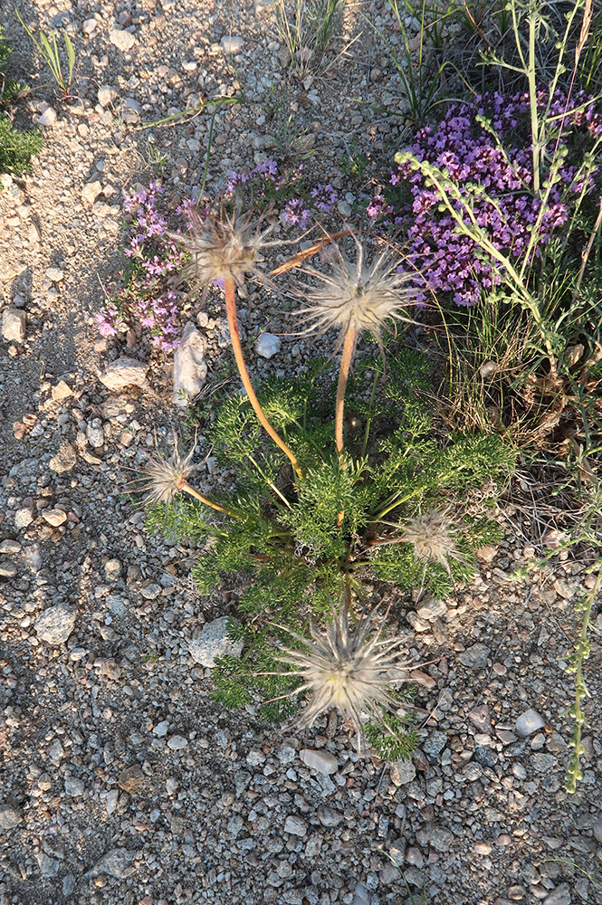 Image of genus Pulsatilla specimen.