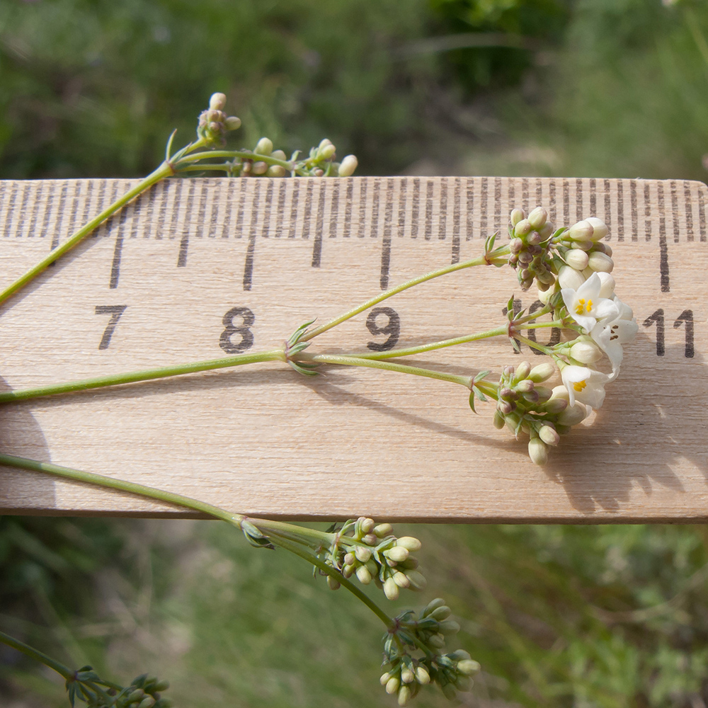 Изображение особи Galium biebersteinii.