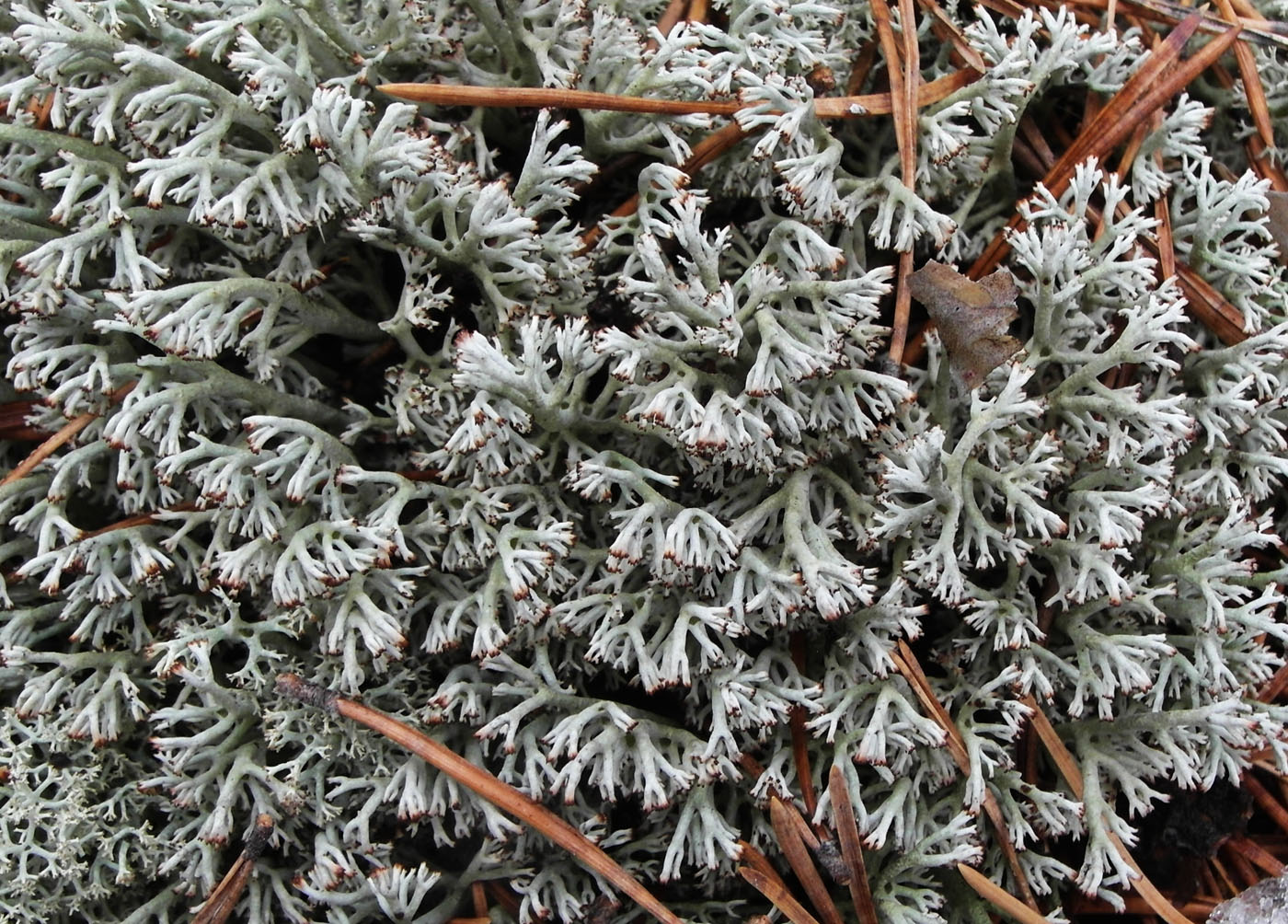 Image of Cladonia rangiferina specimen.