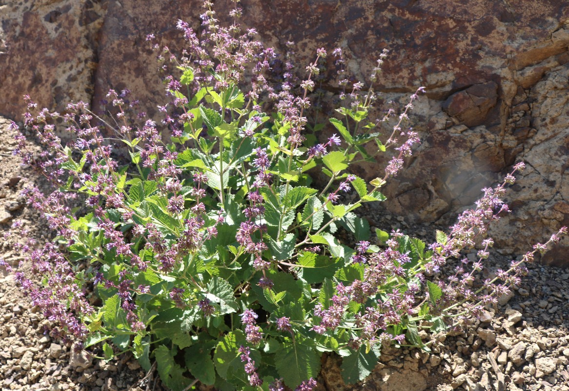 Изображение особи Salvia verticillata.