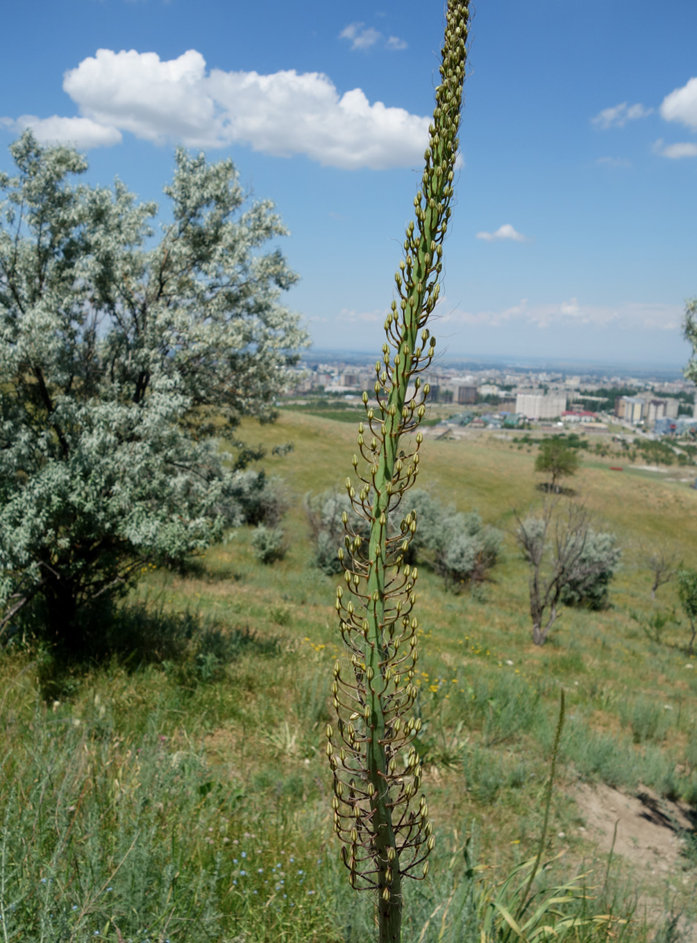 Изображение особи Eremurus tianschanicus.