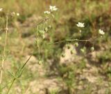 Spergula arvensis
