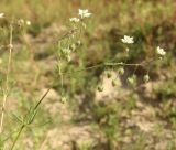 Spergula arvensis. Верхушка цветущего и плодоносящего растения. Архангельская обл., Вельский р-н, окр. пос. Солгинский, на песчаной лесовозной дороге. 21 июля 2010 г.