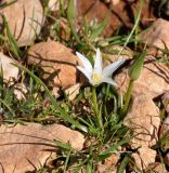 Ornithogalum pedicellare