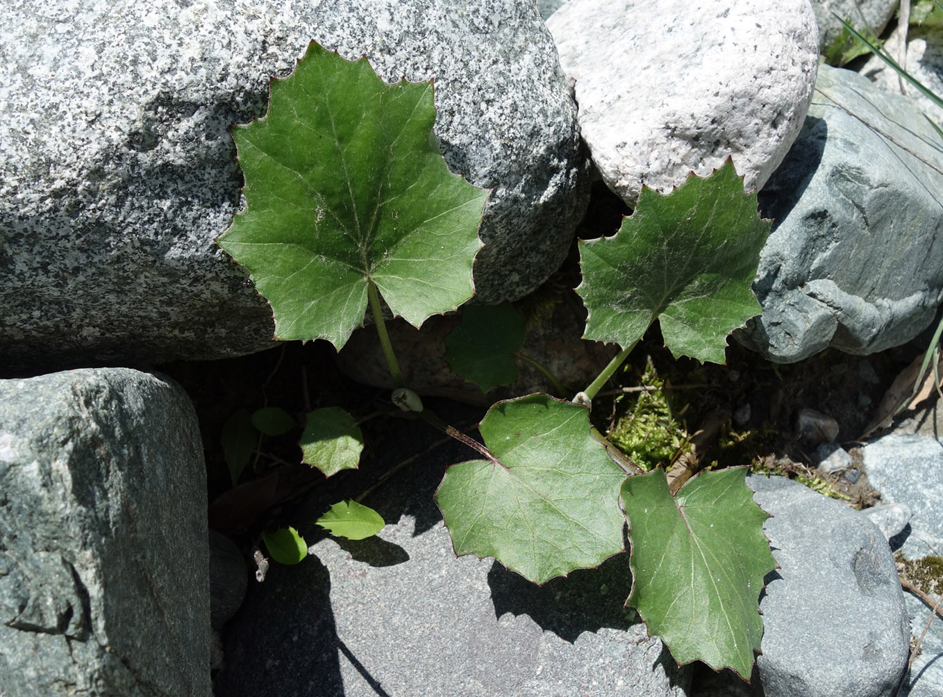 Image of Tussilago farfara specimen.