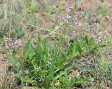 Chorispora tenella