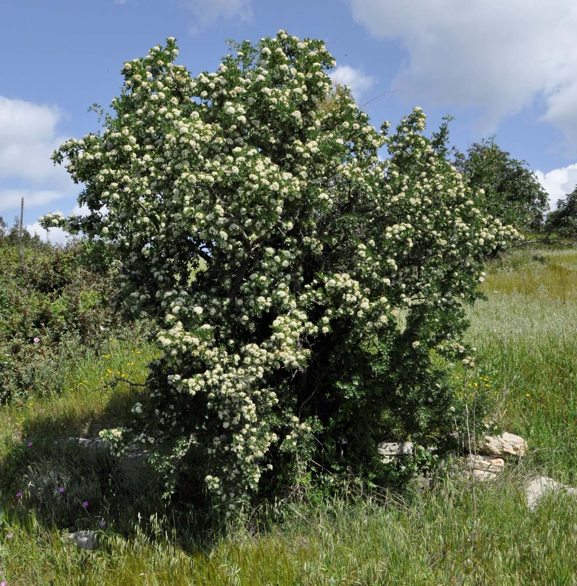 Изображение особи род Crataegus.