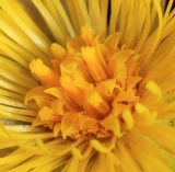Tussilago farfara