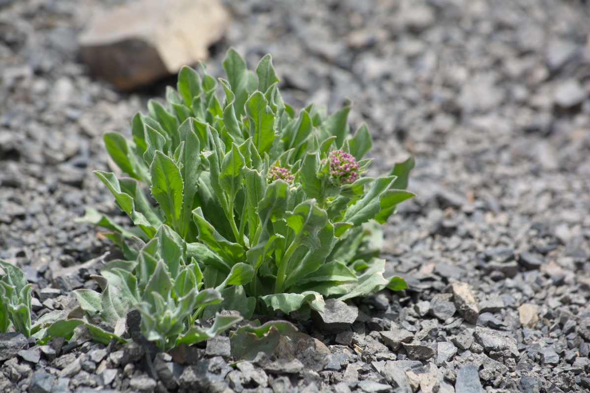 Image of Cardaria draba specimen.