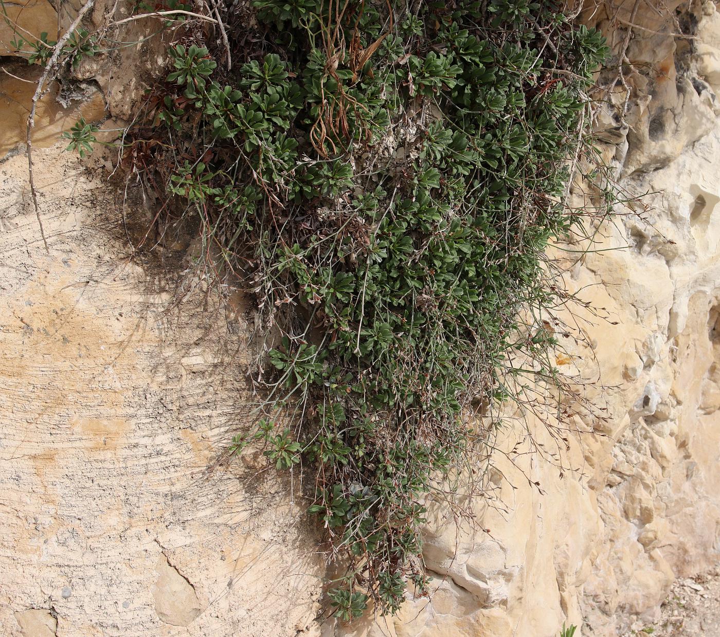 Image of Limonium galilaeum specimen.