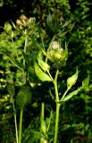 Cirsium oleraceum