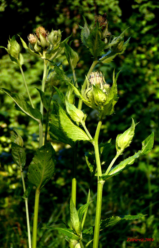 Изображение особи Cirsium oleraceum.