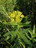 Euphorbia villosa. Верхушка побега с соцветием. Украина, г. Запорожье, дно балки Березноватая. 04.06.2020.