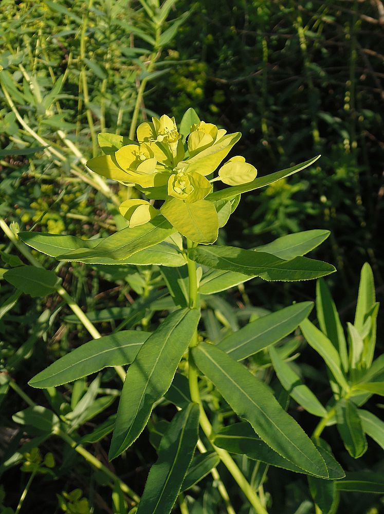 Image of Euphorbia villosa specimen.