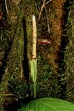 Anthurium pallens