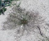 Asperula lipskyana
