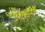 Chaerophyllum aureum