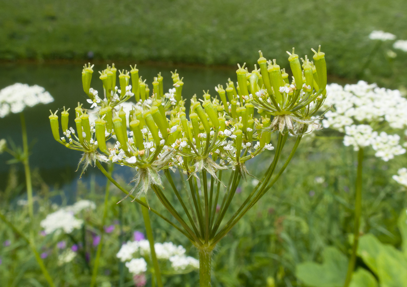 Image of Chaerophyllum aureum specimen.