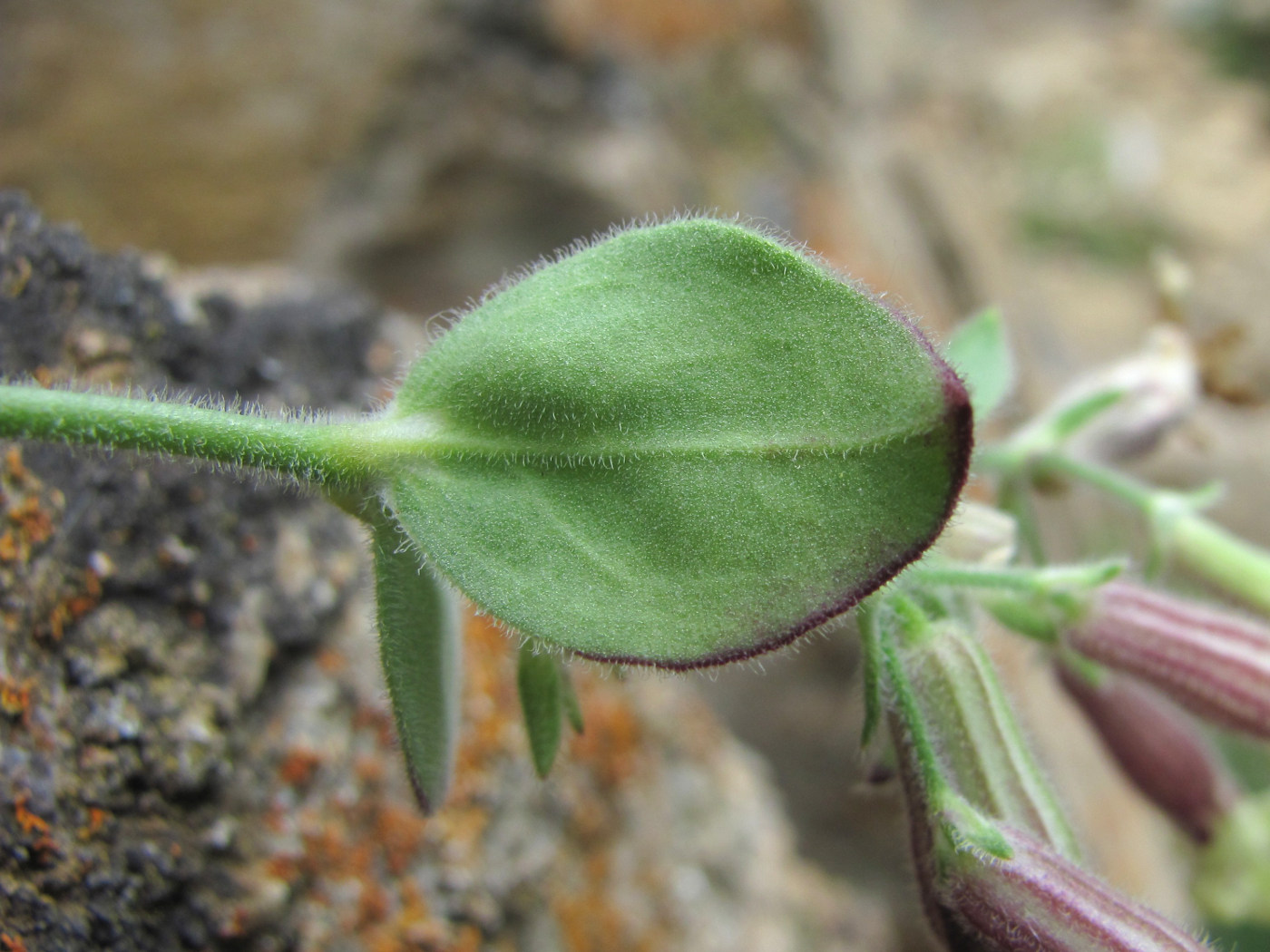 Image of Silene pygmaea specimen.